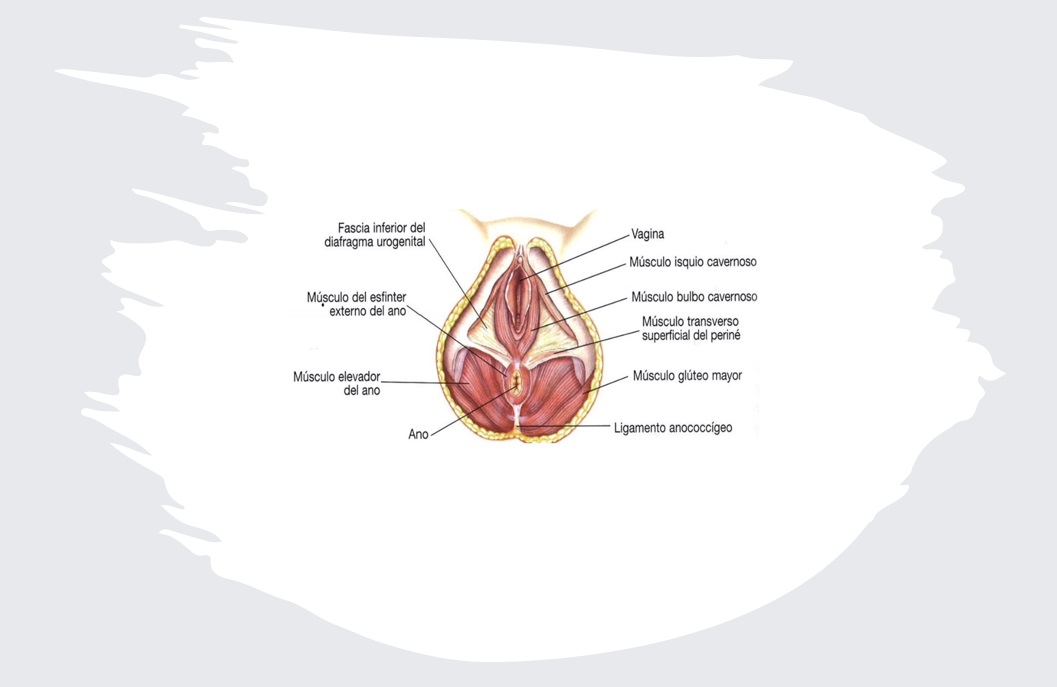 Anatomía del suelo pélvico