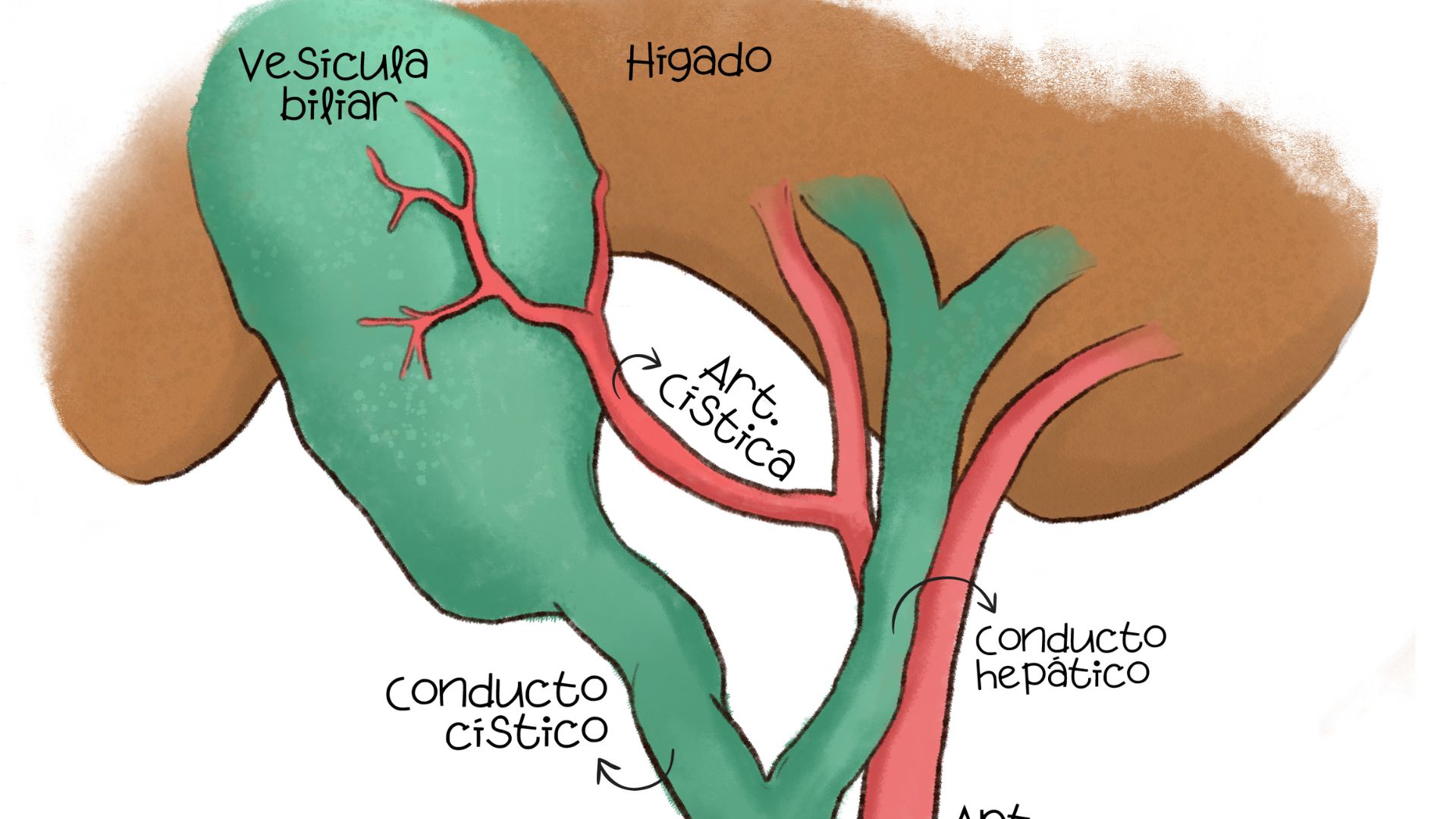 Técnica quirúrgica para una colecistectomía laparoscópica segura : Doryos